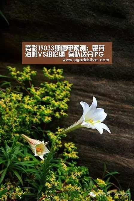 竞彩19033期德甲预测:霍芬海姆VS纽伦堡 客队送分|PG热门(图1) PG热门